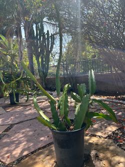 Dragon Fruit Plant – Red Skin, White Flesh!