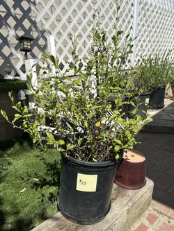 Leadwort (or Plumbago) Plants (2)