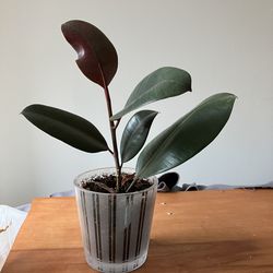 Rubber tree 1 foot tall potted in glass pot. Indoor plant inside plant