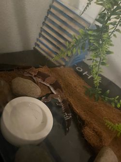 AFT gecko