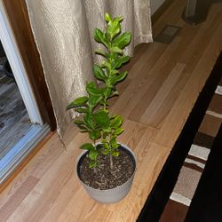 Plantas De Limon Amarillo