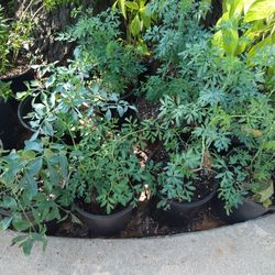 Ruda En Maseta De Galón 