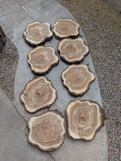 Mesquite Wood Rounds Unique Shape