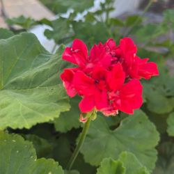 Geranium Plants $5.00 Each