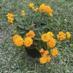 LANTANA FLOWER (1 Gallon Pot) 