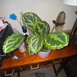 Plant Sale !