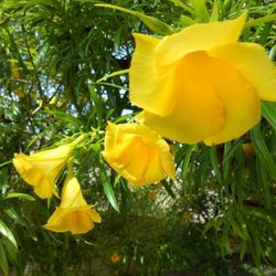 Plants Sales!!’ Rare Yellow Color Oleander/ 3 Gal