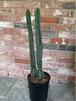 Cactus Plant