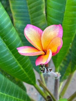 Plumeria cuttings 2 to 3 feet long