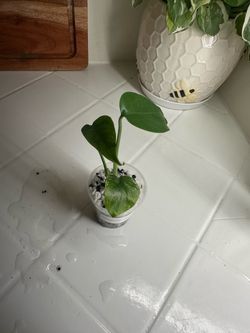 Monstera Devil Monster Grade A