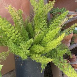Fern