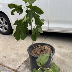 Fig plant