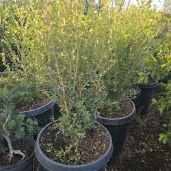 Boxwood 