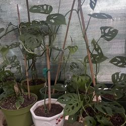 HERMOSAS PLANTAS NATURALES “SWEET CHEESE PLANT 