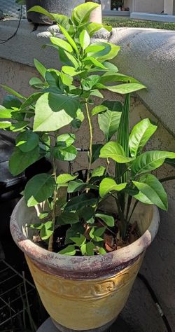 Citrus Tree and palm tree  in Decorative Terracotta Pot