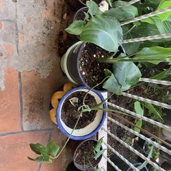 Many Plants To Choose From