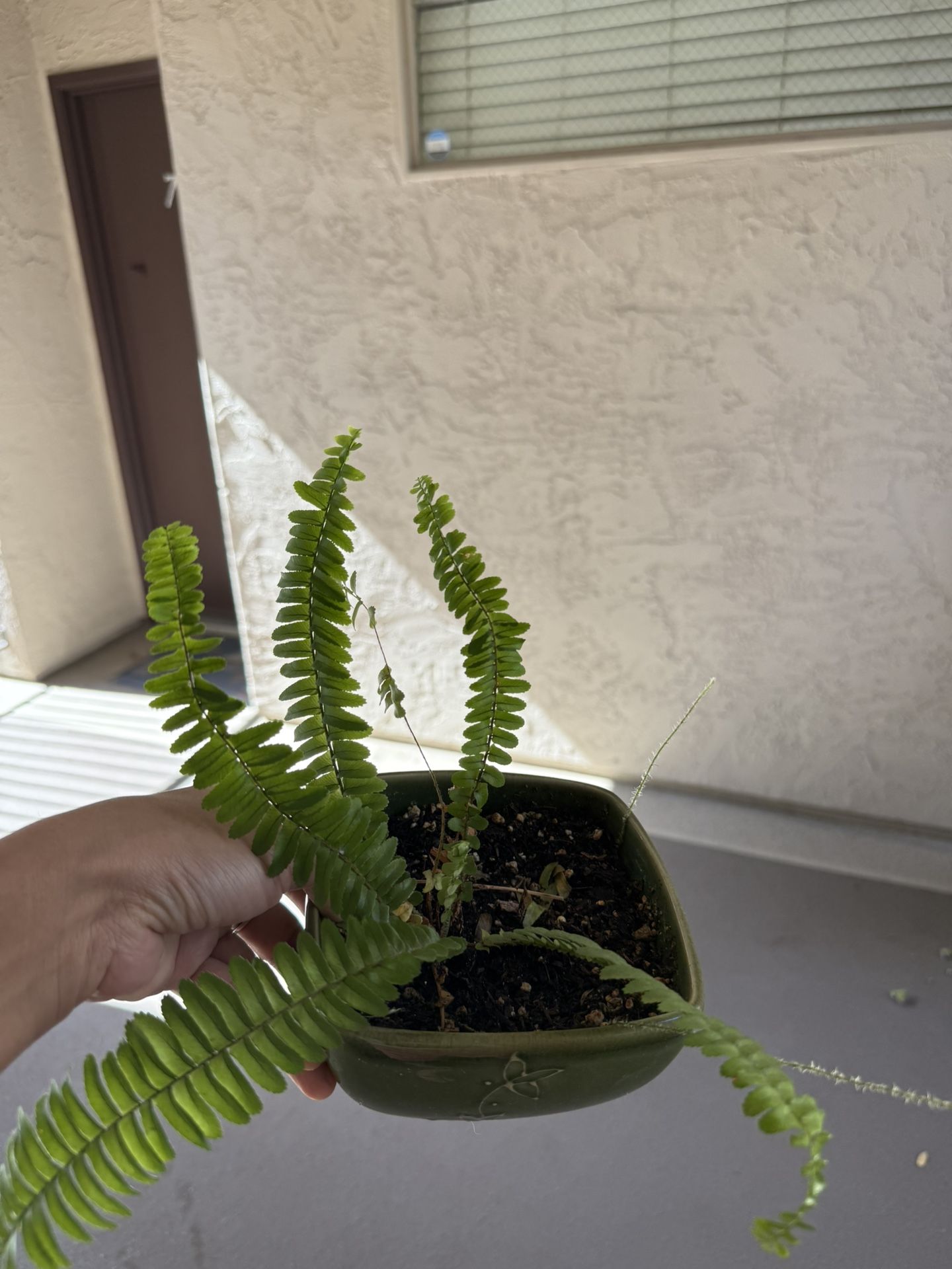 Ferns