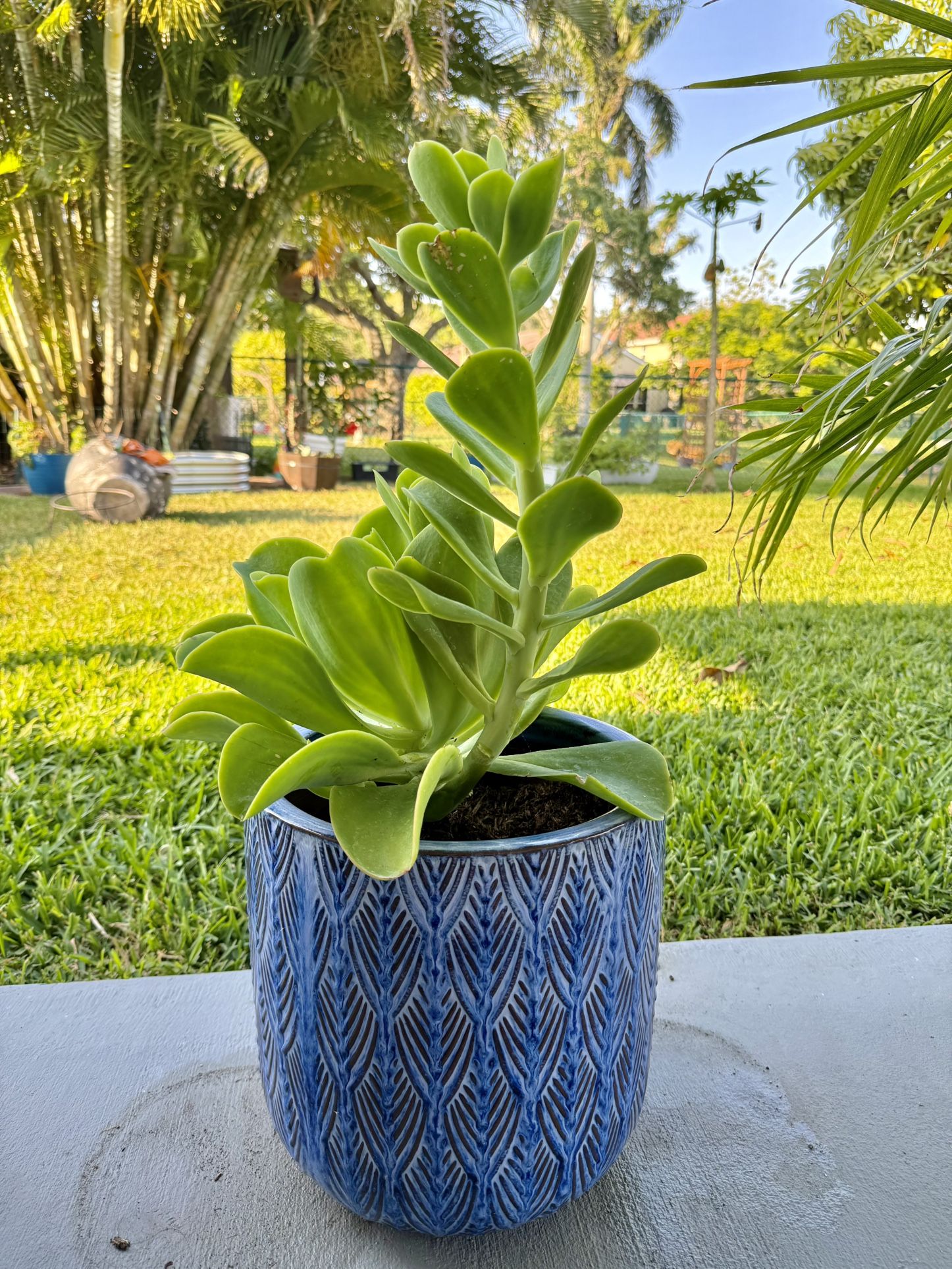 Echeveria Succulent in Beautiful Blue Pot