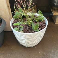 Succulents
