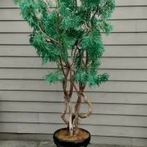 Artificial Tree heavier In heavy pot! 12 ft tall! 