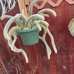Monkey Tail Cactus