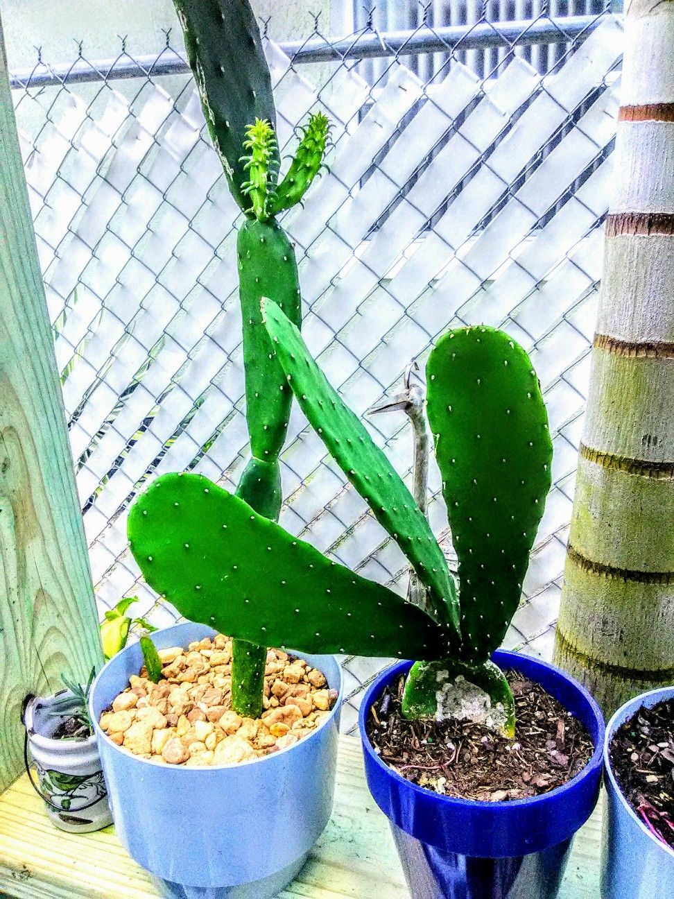 Pear Cactus/ Tuna/ Nopal