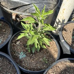 Black Pepper Chile , Chile Negro De Arbol 