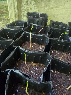 Young paw paw seedlings