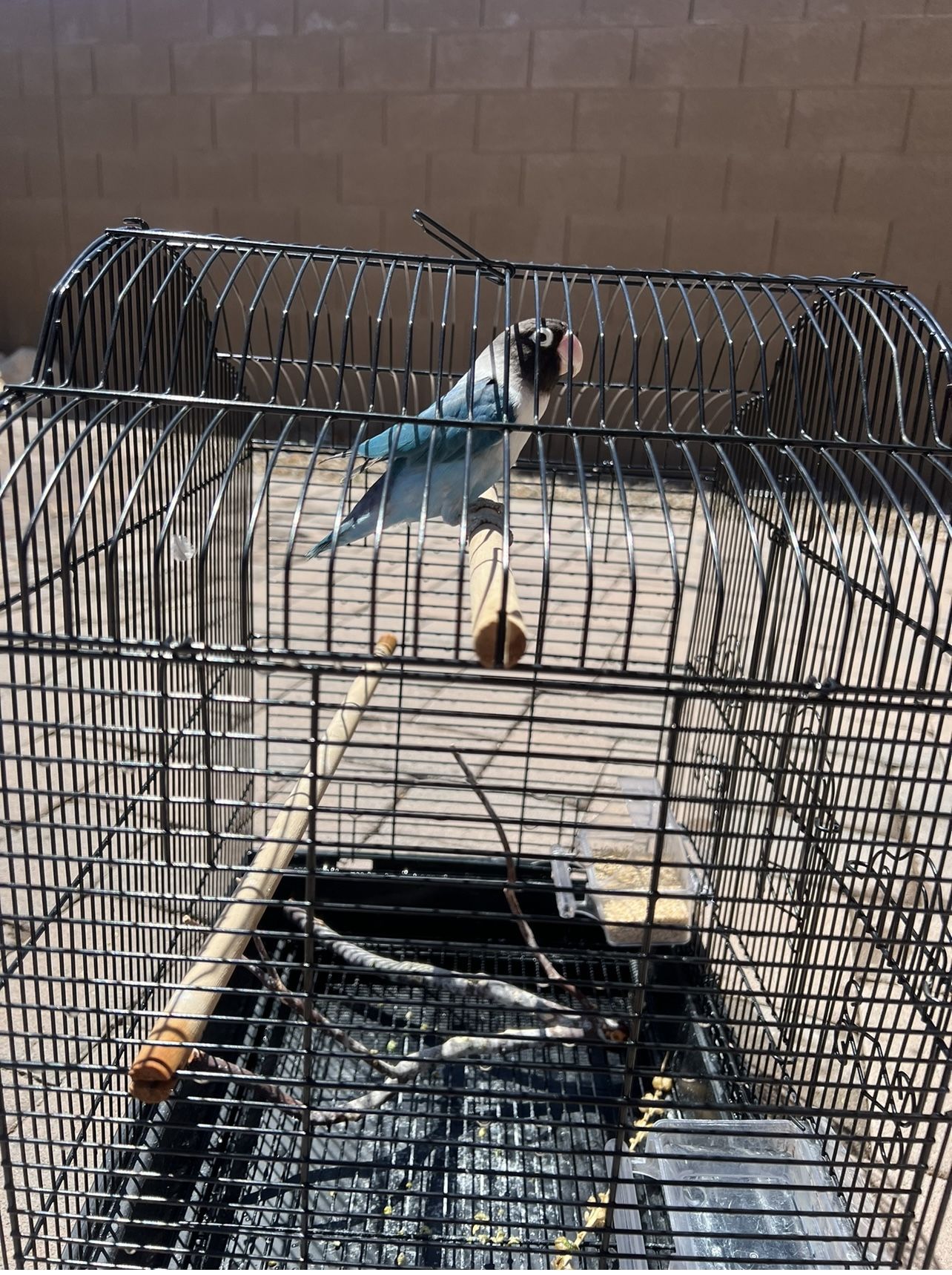 Gage For Small Bird
