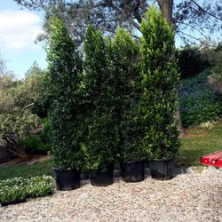 Indian laurel 25 gallons