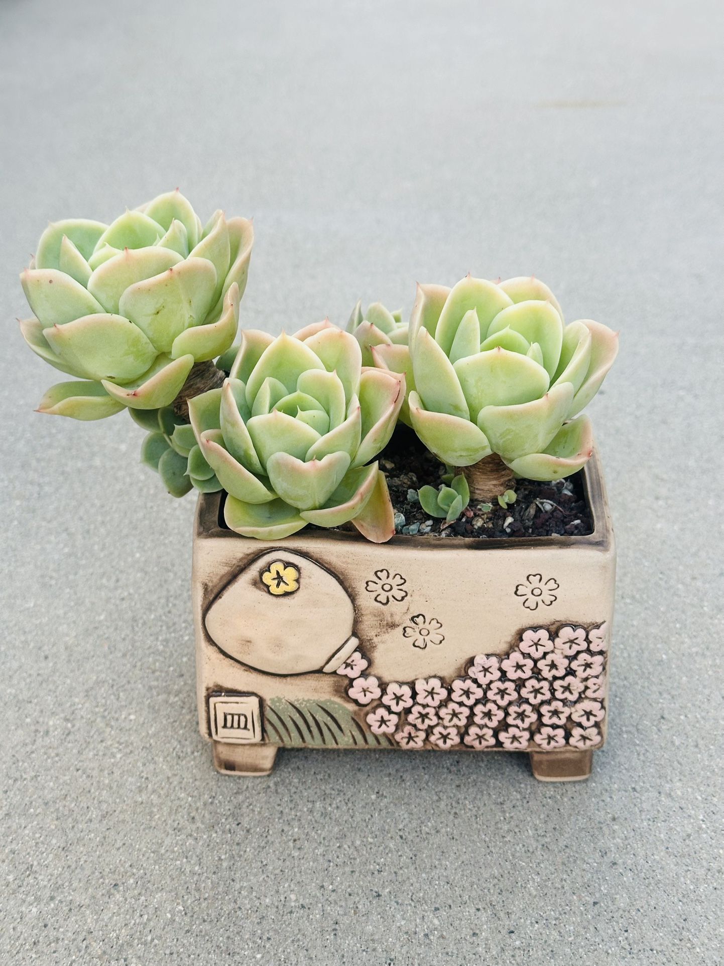 Succulents plants 🪴 (Echeveria 'Peach Pride')