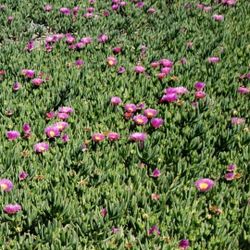 Ice Plant Carpobrotus (Sea Fig)