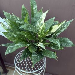 Xl Peace Lily Domino In 6” Pot 