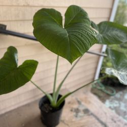 Big Elephant Ear Plant 