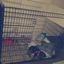 5XL  Cage With Plush Bed $300