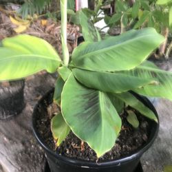 Dwarf Banana Plants 