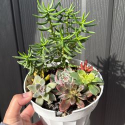 Plants for Sale
