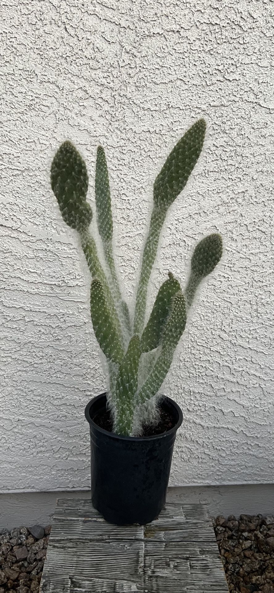 Plant