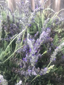 Fresh cut/ dried LAVENDER