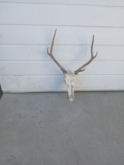 Dear skull