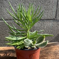 Senecio barbertonicus Succulent Plant
