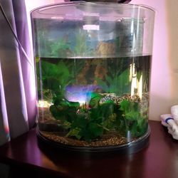 4.5 Gallon Half Circle Fish Tank Everything Included $100