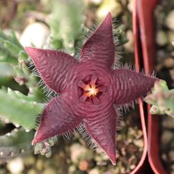 4” Stapelia Paniculata About To Bloom