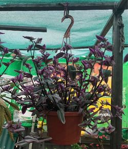 Tradescantia plant