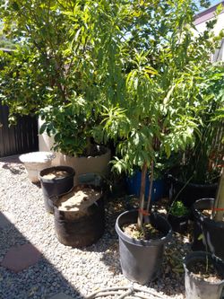 Alberta Peach Tree..15 Gallons