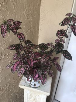 Beautiful leafy plant with beautiful pot.