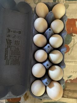 Duck Eggs