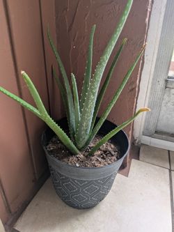 Aloe vera plant, good for burnes, rashes, hair conditioner etc.