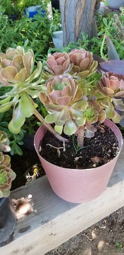 Aeonium natural plant