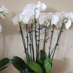 Orchid
